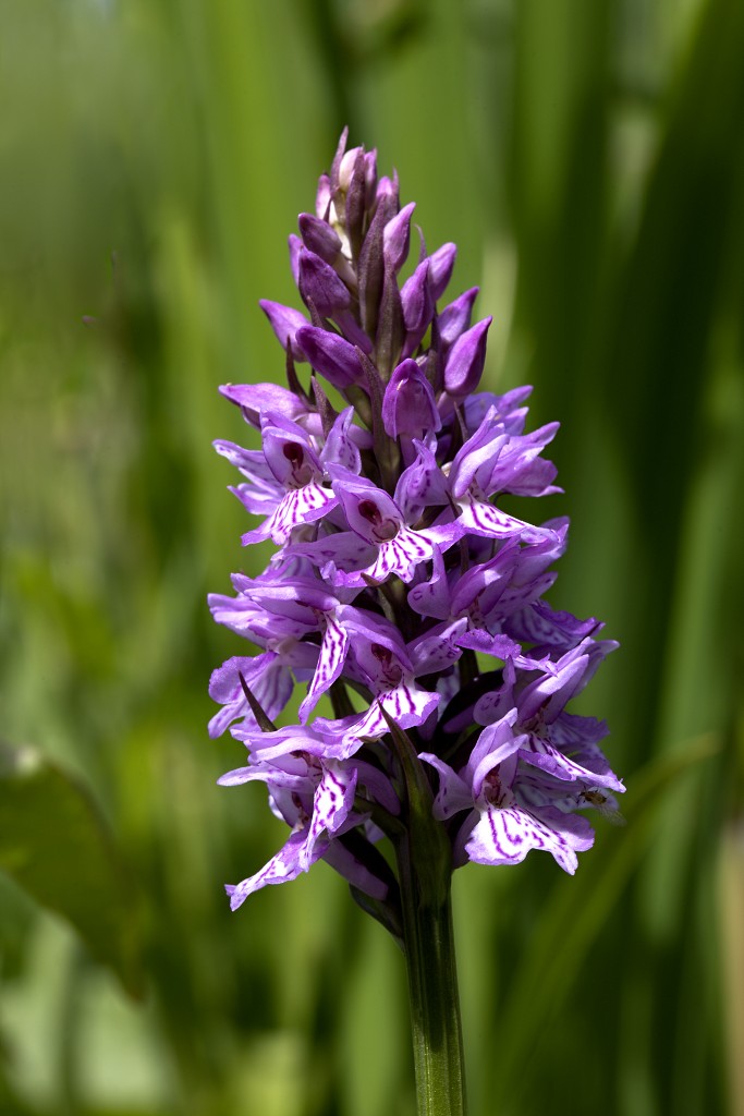 voornes duin tenellaplas Quackjeswater natuur natuurgebied natuurmonumenten hdr duinen Zuid Hollands landschap polder bossen natuurreservaat Natura 2000